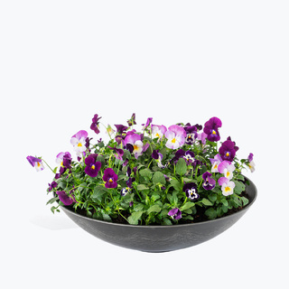 Vårlig stemor - blålilla